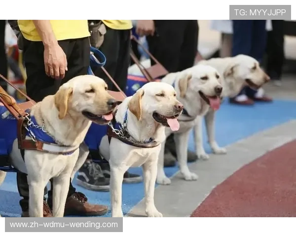 足球导盲犬是否为视障观众提供进入球场与观赛的贴心服务支持